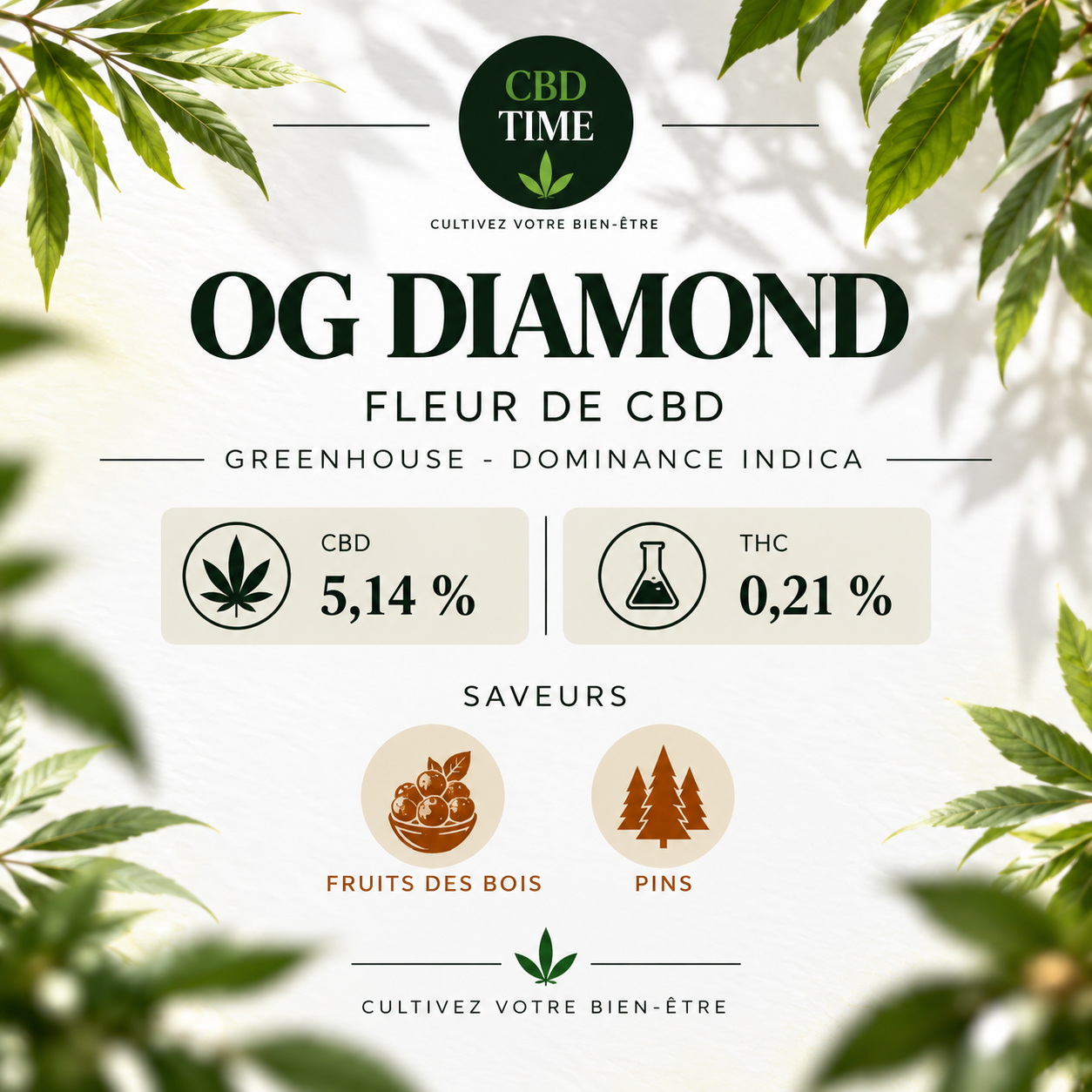 Caractéristiques de la fleur CBD OG Diamond Indoor – CBD Time