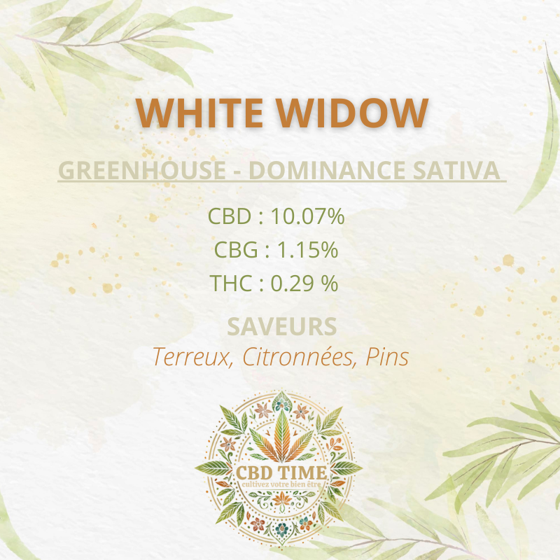 WHITE WIDOW – Image 2