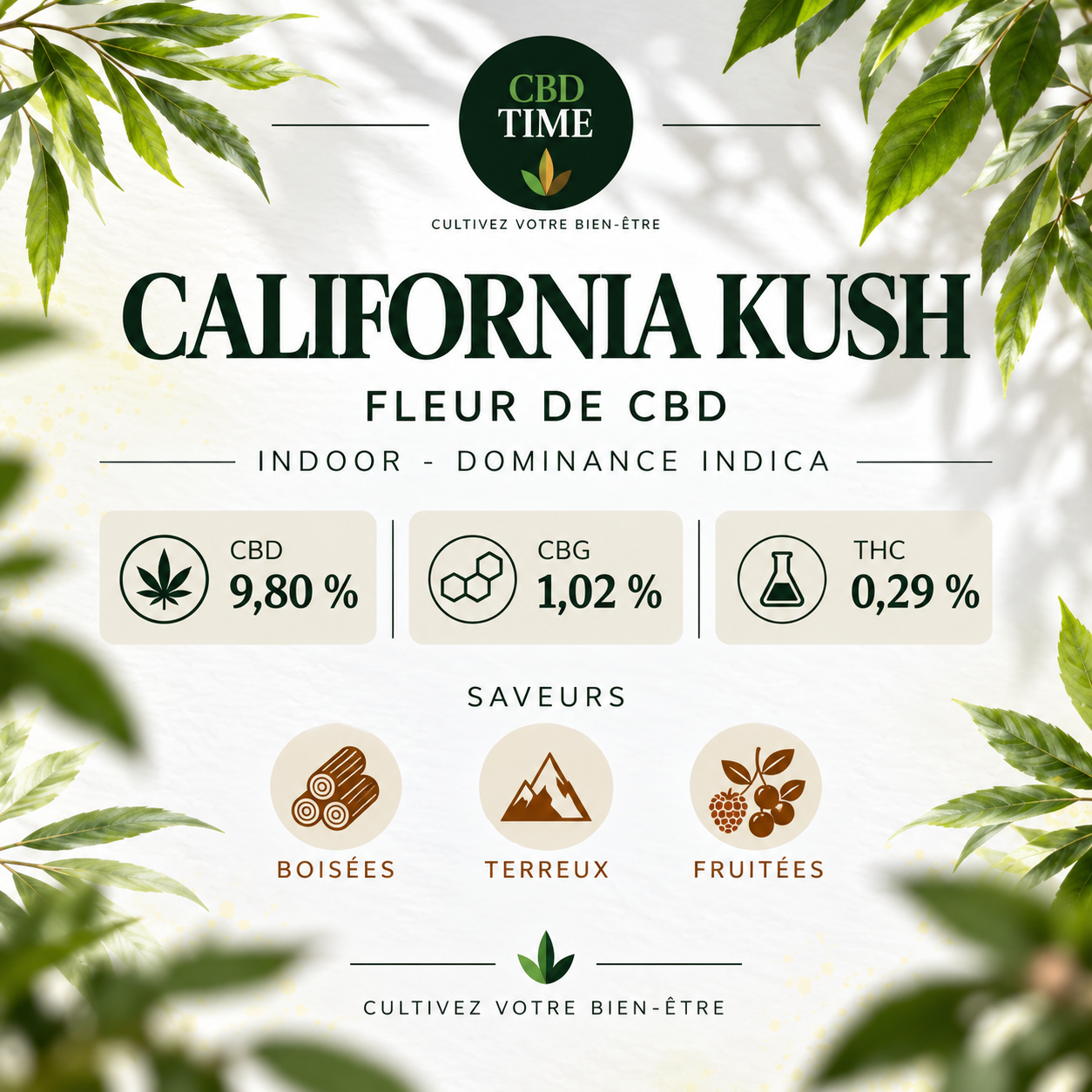Caractéristiques de la fleur CBD California Kush Indoor – CBD Time